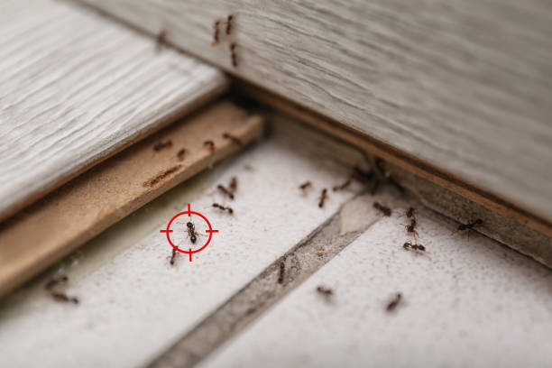 Best Best Pest Control Companies  in Tremonton, UT